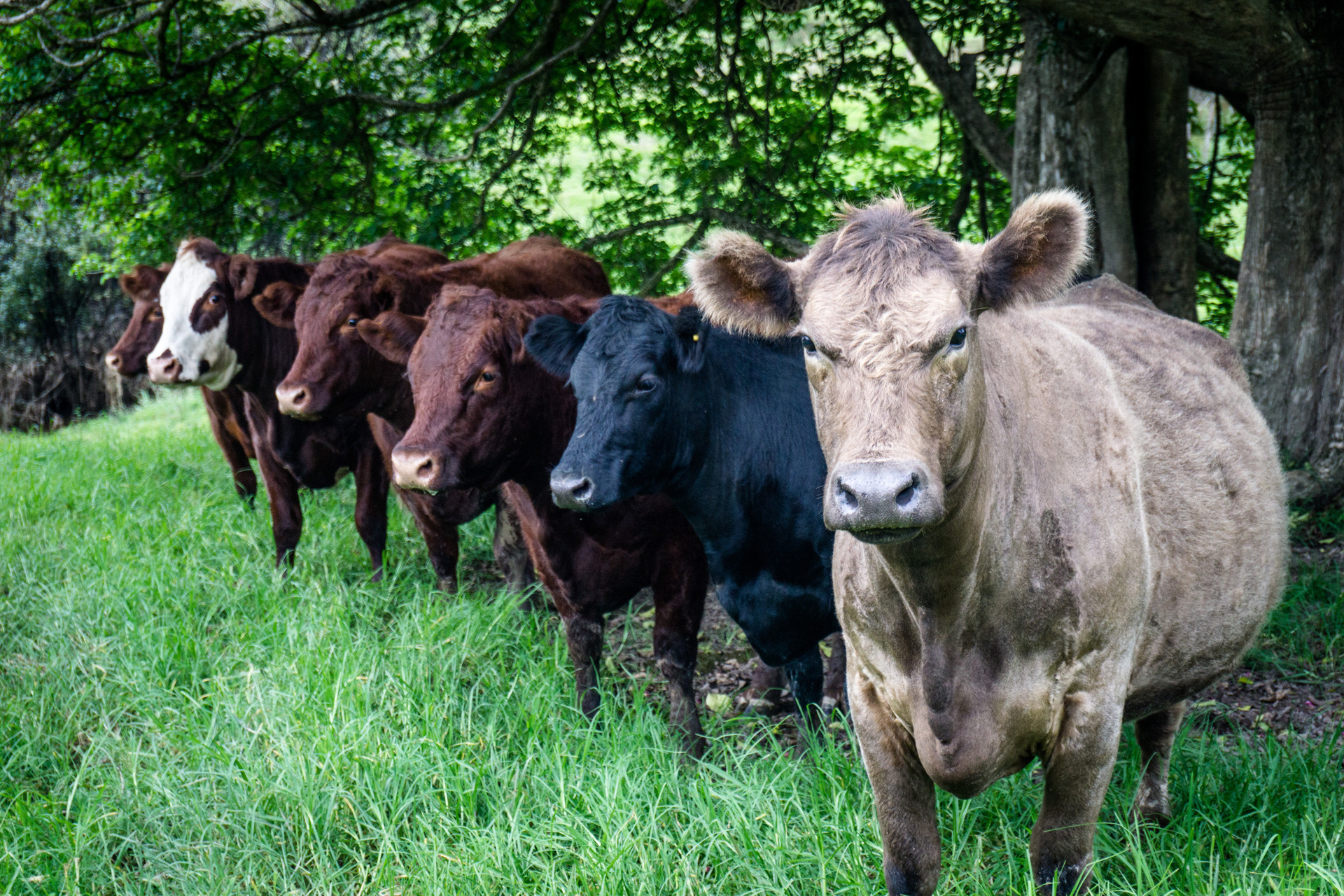 Do Cows Attack Humans?