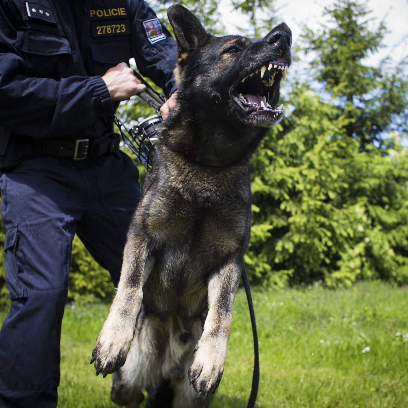 German Shepherd Police Dogs: The Ultimate Crime-Fighting Partners