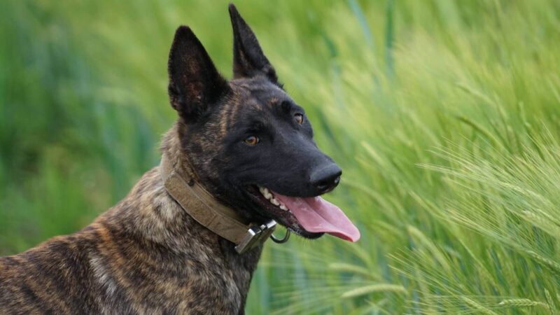 The Role of K9 Cop Dogs in Law Enforcement