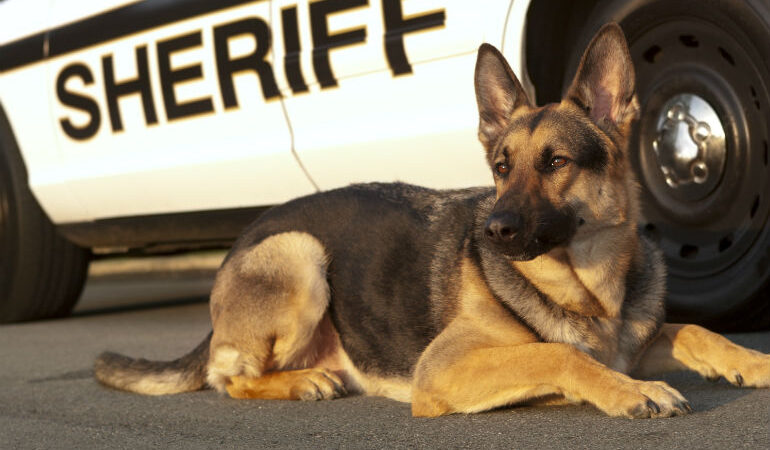 Police Dog Facts: A Comprehensive Look into the World of Canine Law Enforcement