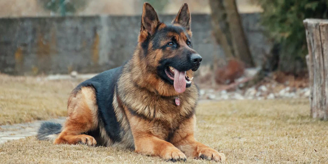 The Role of (Drug Dog Breed) in Law Enforcement