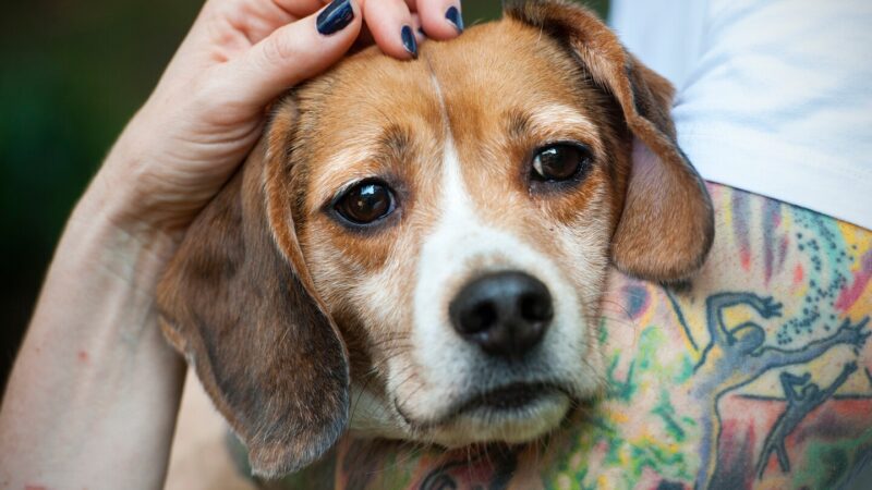 The U.S. Animal Welfare Act: Safeguarding Our Furry Friends