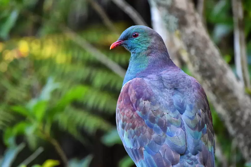 What Animal Is Native to New Zealand?