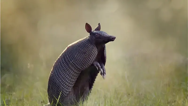 What Animals Are Native to Texas