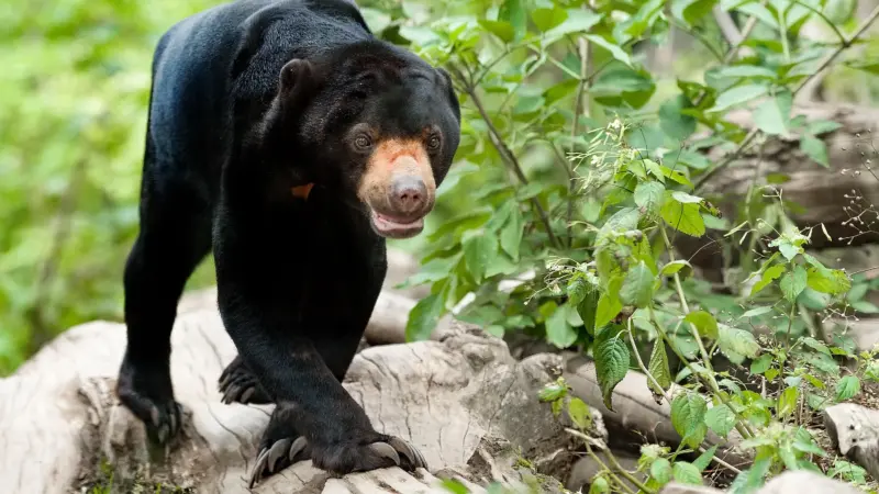 What Are the Native Animals of Thailand?