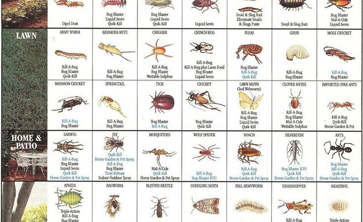 House Insect eggs identification Guide