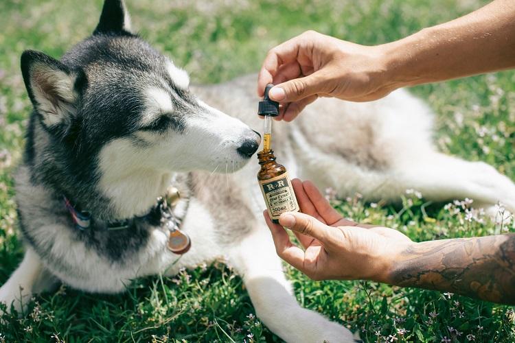 Pet CBD Products: A Complete Guide to CBD for Animals